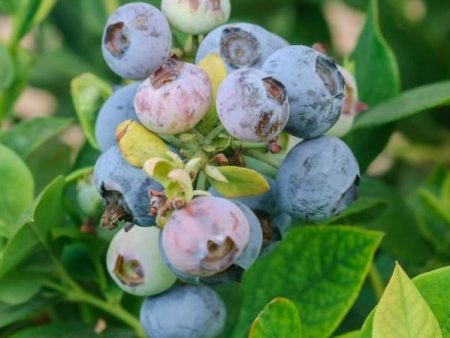 Tifblue Blueberry Bush Fashion