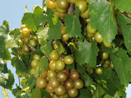 Sterling Muscadine Grape Vine Online Hot Sale