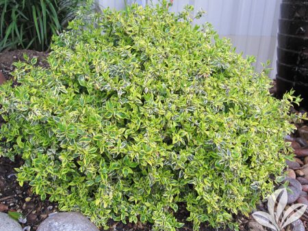 Twist of Lime Glossy Abelia Online