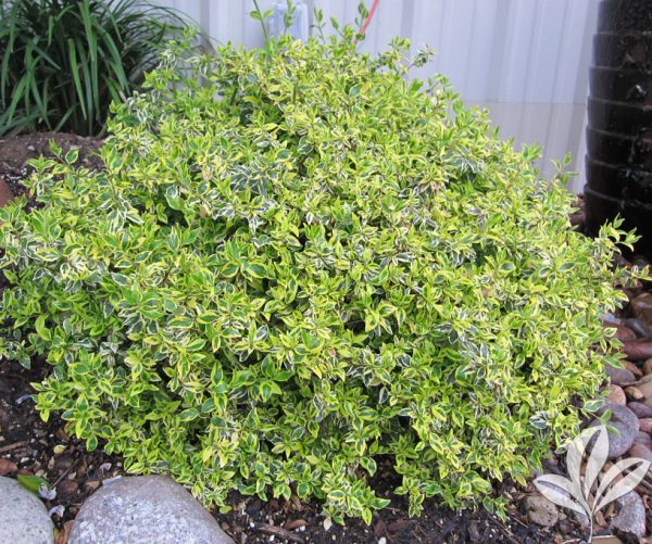 Twist of Lime Glossy Abelia Online