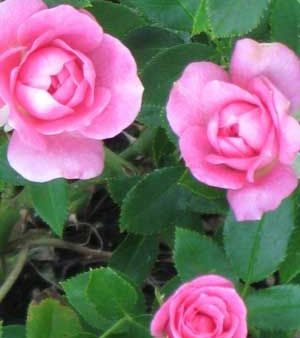 Sunrosa Fragrant Pink For Cheap