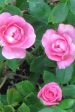 Sunrosa Fragrant Pink For Cheap