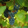 Sunbelt Grape Vine Shrub Online Sale