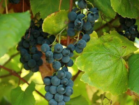 Sunbelt Grape Vine Shrub Online Sale