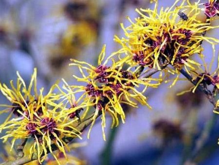 Witch Hazel- Native Plant, Fragrant Show Yellow To Red Flowers Cheap