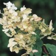 Unique Panicle Hydrangea Hot on Sale