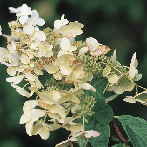 Unique Panicle Hydrangea Hot on Sale