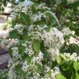 Viburnum luzonicum Shrub Online Hot Sale