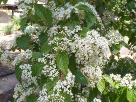 Viburnum luzonicum Shrub Online Hot Sale