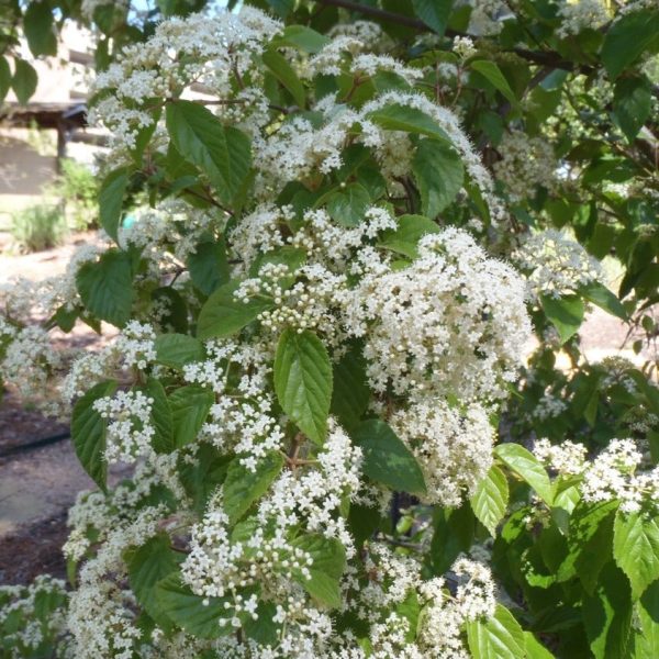 Viburnum luzonicum Shrub Online Hot Sale