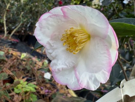 Yoi Machi Camellia - Gorgeous White Petals With Pale Pink Margins For Discount