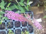 Summer Beauty  Butterfly Bush For Cheap