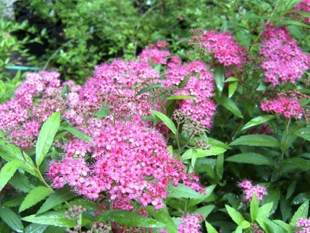 Spirea Magic Carpet Online Hot Sale