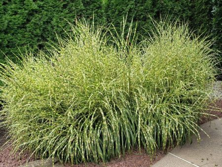 Zebra Grass For Cheap