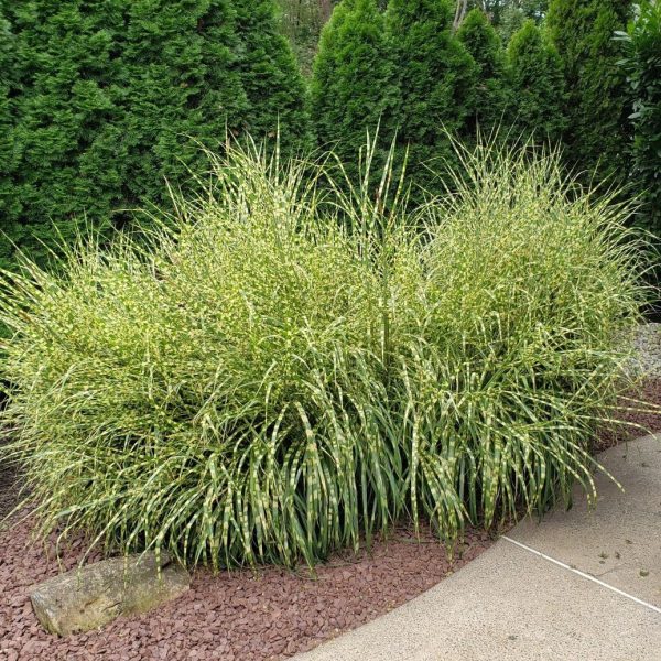 Zebra Grass For Cheap