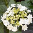 Wedding Gown Hydrangea Sale