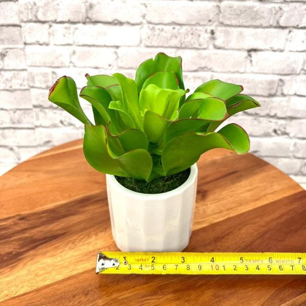 Stunning Plant with Ceramic Pot-Good Gift For Discount