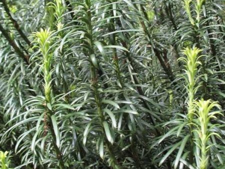 Cephalotaxus Harringtonia Fastigiata For Cheap