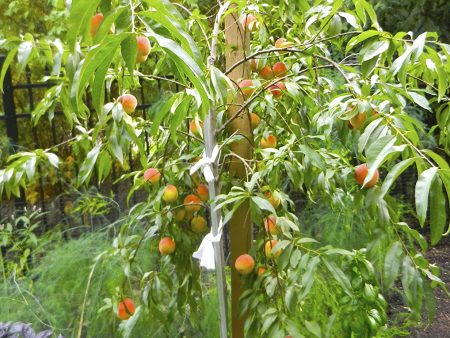 4 In 1 Peach Cocktail Tree, 4 Different Peaches On One Plant Online