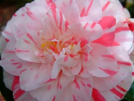 Tricolor Camellia Discount