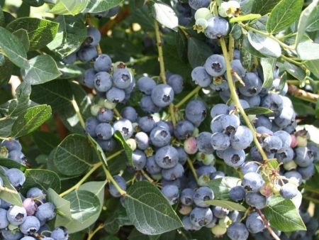 Top Hat Blueberry Bush Online Hot Sale