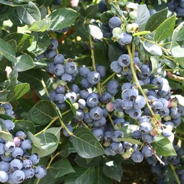 Top Hat Blueberry Bush Online Hot Sale