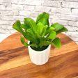 Stunning Plant with Ceramic Pot-Good Gift For Discount