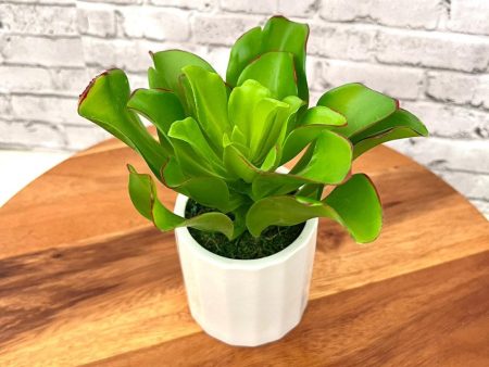 Stunning Plant with Ceramic Pot-Good Gift For Discount