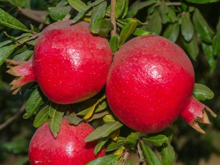 Wonderful Pomegranate Sale