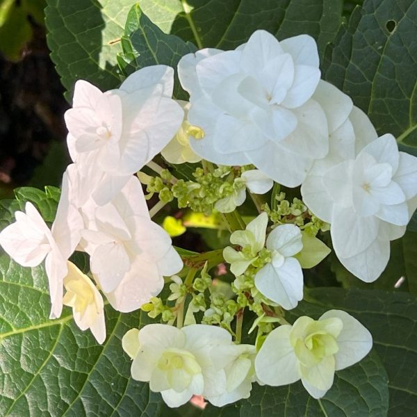 Wedding Gown Hydrangea Sale