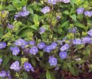 Veronica Peduncularis Georgia Blue Speedwell 10 Count Flat of 4  Pots on Sale