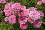 Sweet Drift Rose Supply