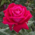 Sweet Spirit Rose For Discount