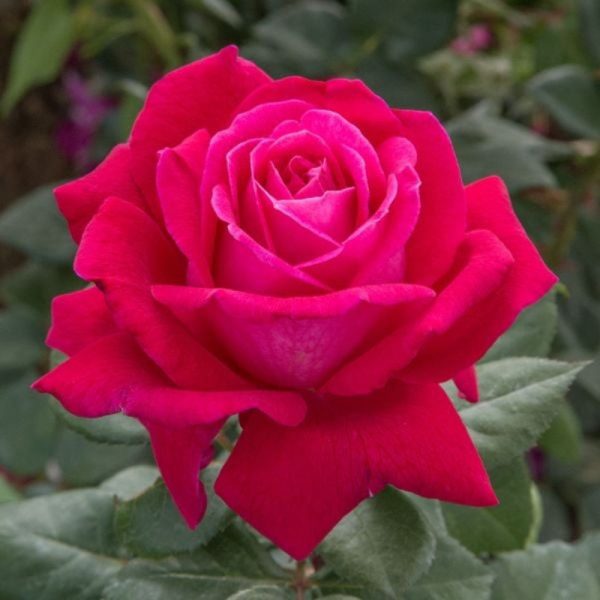 Sweet Spirit Rose For Discount