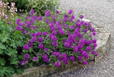 Verbena Canadensis Homestead Purple For Sale