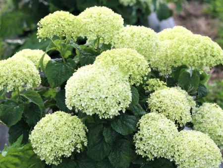 Invincibelle Limetta Hydrangea Supply