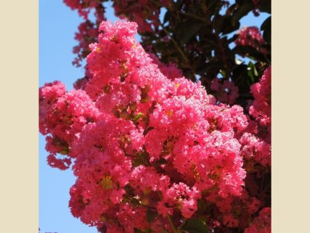 Tuscarora  Crape Myrtle, Coral Pink Flowers, Gorgeous Fall Color Online