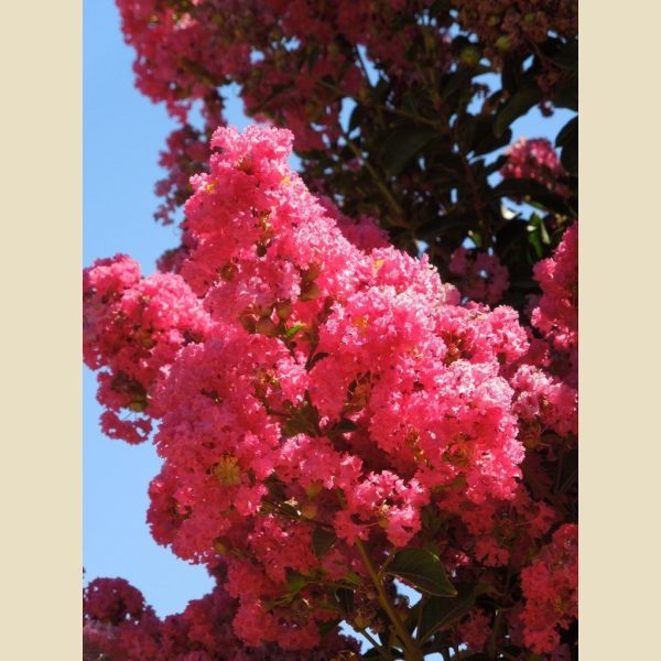 Tuscarora  Crape Myrtle, Coral Pink Flowers, Gorgeous Fall Color Online