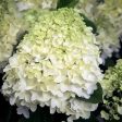 White Wedding Hydrangea Discount