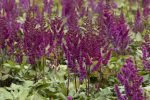 Vision In Red Astilbe Online Hot Sale