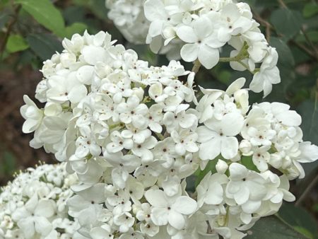 Spring Lace Viburnum Shrub Online Sale