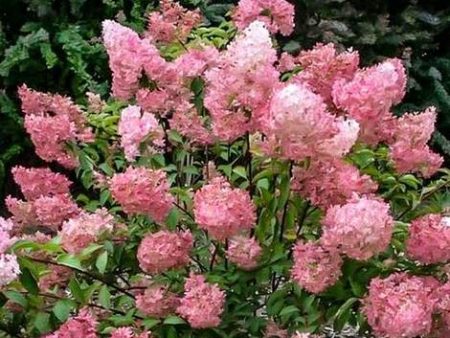 Strawberry Sundae Hydrangea Online now