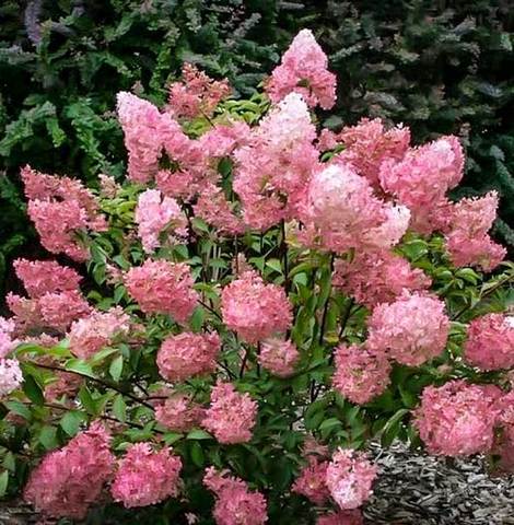 Strawberry Sundae Hydrangea Online now