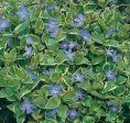 Vinca Major Variegata Discount