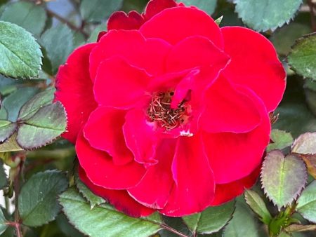 Sunrose Red Rose Supply