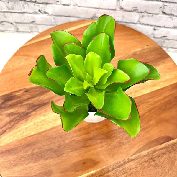 Stunning Plant with Ceramic Pot-Good Gift For Discount