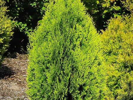 Thuja Berkman Discount