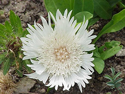 Stokes Aster White Online Hot Sale