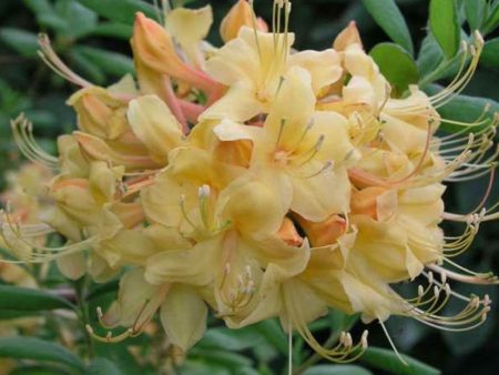 Rhododendron  My Mary  For Cheap