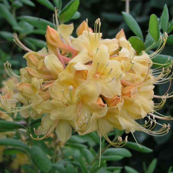 Rhododendron  My Mary  For Cheap